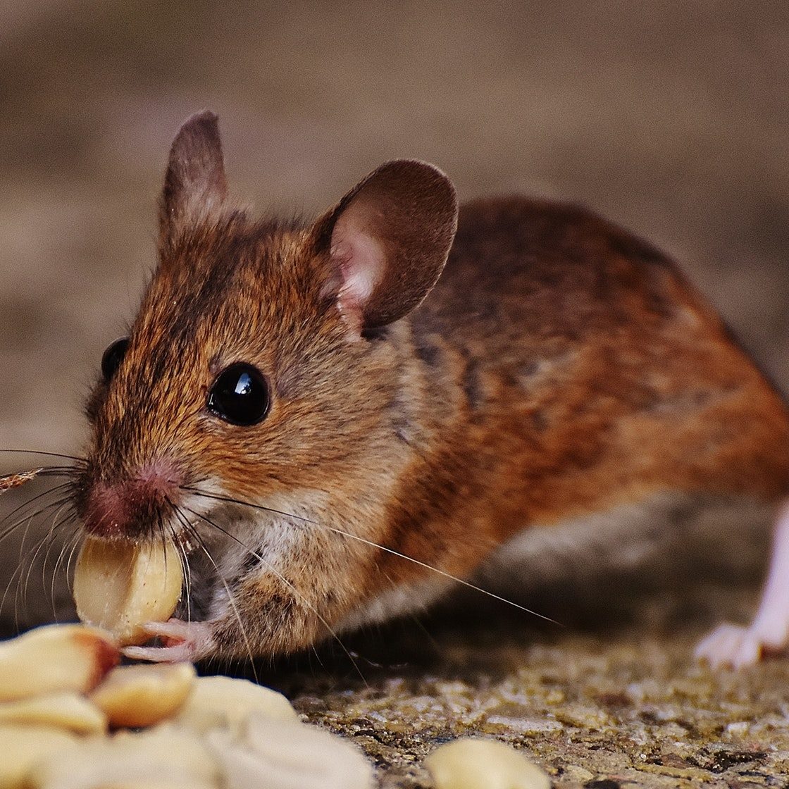 rat_de_plaagdierbestrijder